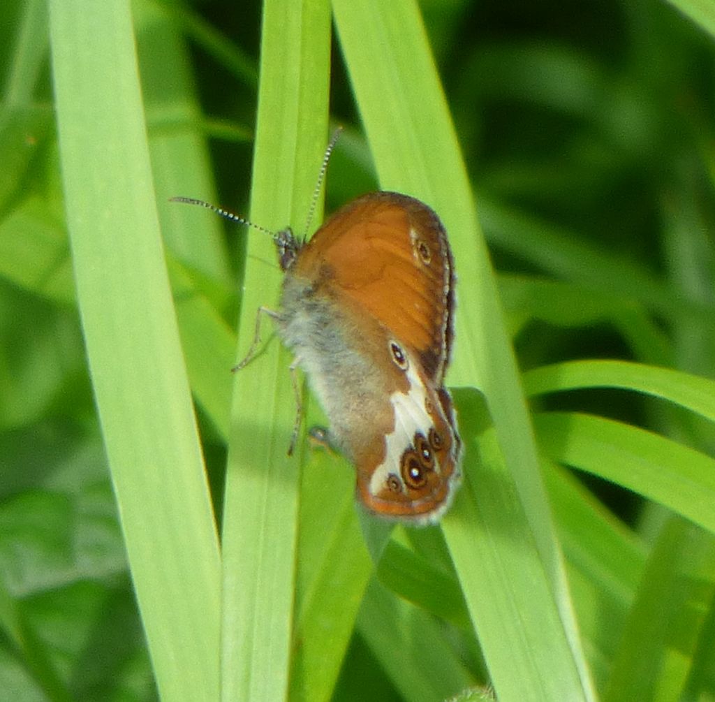 Coenonympha arcania